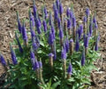 Veronica 'Royal Candles' - Speedwell Perennial with Blue Blooms