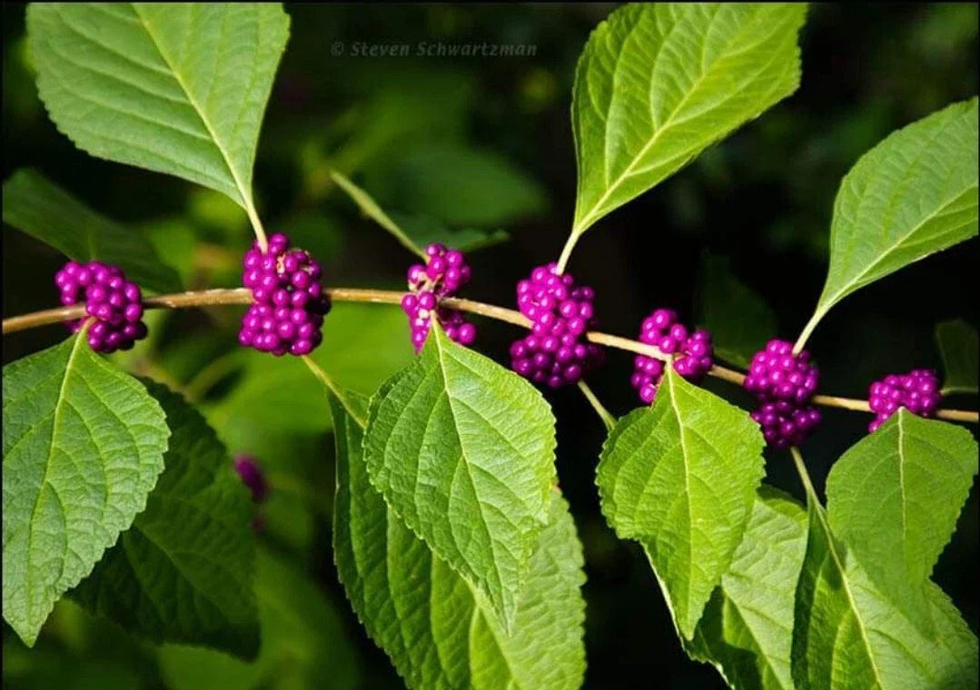 Organic American Beautyberry Seeds - 100+ Callicarpa americana Perennial Shrubs for Garden Planting