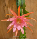 Epiphyllum Bronze Star Orchid Cactus Plant in 4-Inch Pot, Unique Succulent, Indoor Houseplant, Exotic Cactus, Well-Rooted