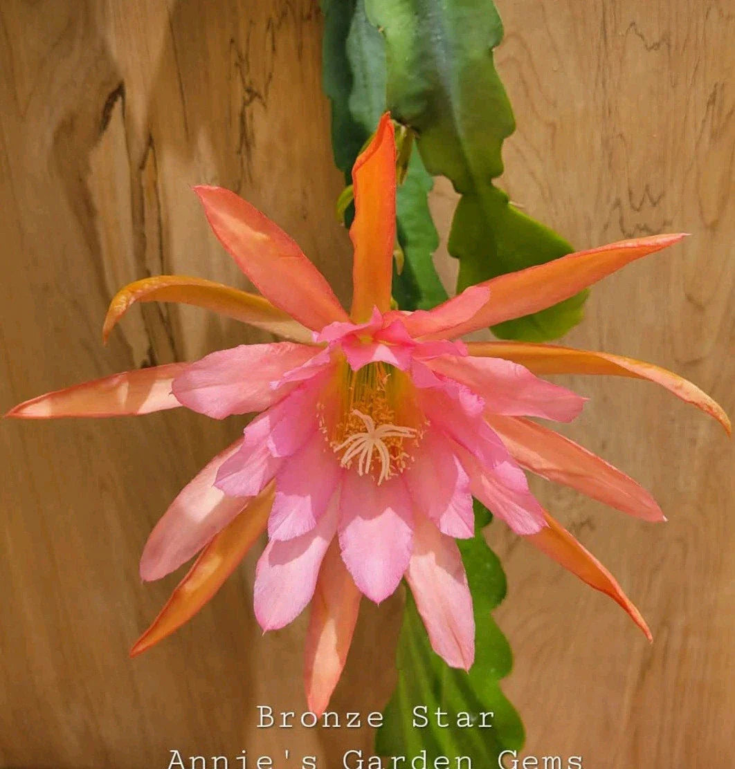 Epiphyllum Bronze Star Orchid Cactus Plant in 4-Inch Pot, Unique Succulent, Indoor Houseplant, Exotic Cactus, Well-Rooted