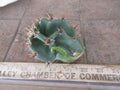 Columnar Cactus Cutting - Small Pup Cereus Peruvianus Spiralis - Unique Spiral Shape for Indoor & Outdoor Decor