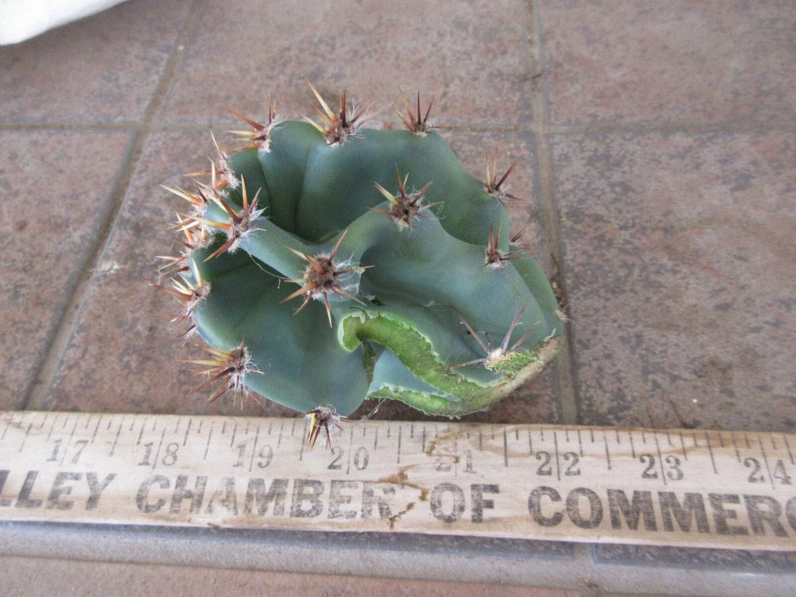 Columnar Cactus Cutting - Small Pup Cereus Peruvianus Spiralis - Unique Spiral Shape for Indoor & Outdoor Decor