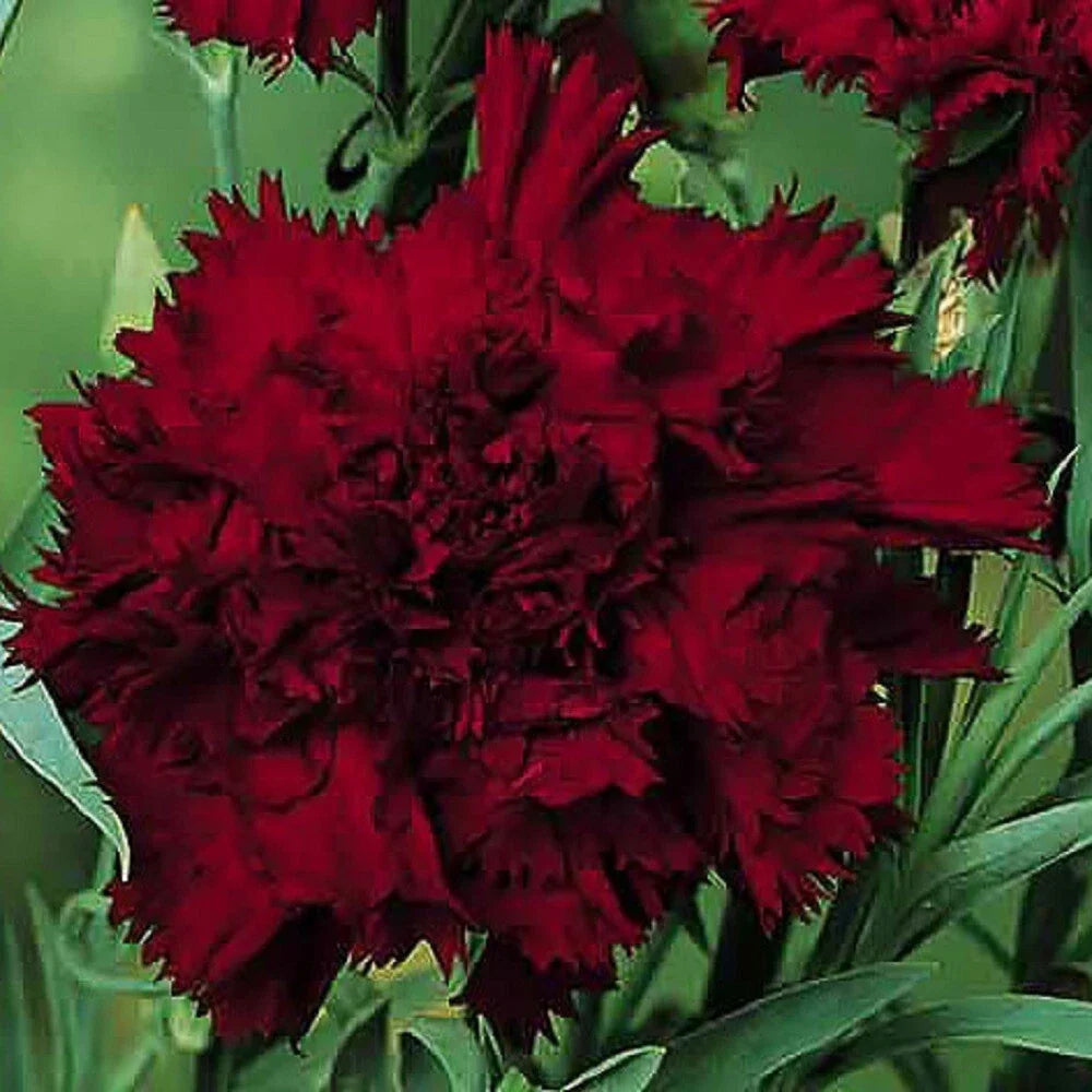 Black King Carnation Seeds - 100 Perennial Dianthus Flowers for Borders & Containers - Dark Black Blooms - USA Grown