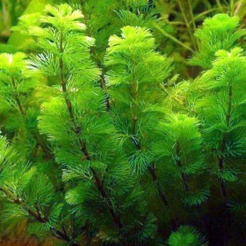 Green Cabomba Plant - 7 Stems, Aquarium & Pond Aquatic Plant, Cabomba Caroliniana, Easy to Care for Water Plant