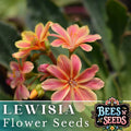 Cliff Lewisia Seeds - Non-GMO Flower Seeds for Garden, Lewisia cotyledon, Pink White Yellow Blooms, Rock Garden, Perennial, 35 or 100 Pack