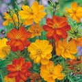 Cosmos Seeds - 200+ Polidor Mix Flower Seeds for Garden Planting - Cosmos bipinnatus