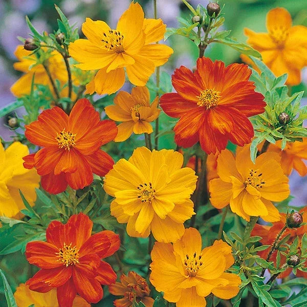 Cosmos Seeds - 200+ Polidor Mix Flower Seeds for Garden Planting - Cosmos bipinnatus