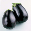 Eggplant Seeds - Black Beauty, Solanum melongena, 50+ Fresh Organic Seeds for Home Gardening