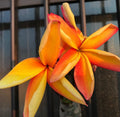 Kapunakea Maui Plumeria Cutting - Red and Orange Petals - Mid Cut Frangipani Plant - Plumeria rubra