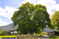 Big Leaf Linden Seeds, Tilia platyphyllos, Deciduous Tree, Premium Planting Seeds for Garden, Shade & Attracts Pollinators