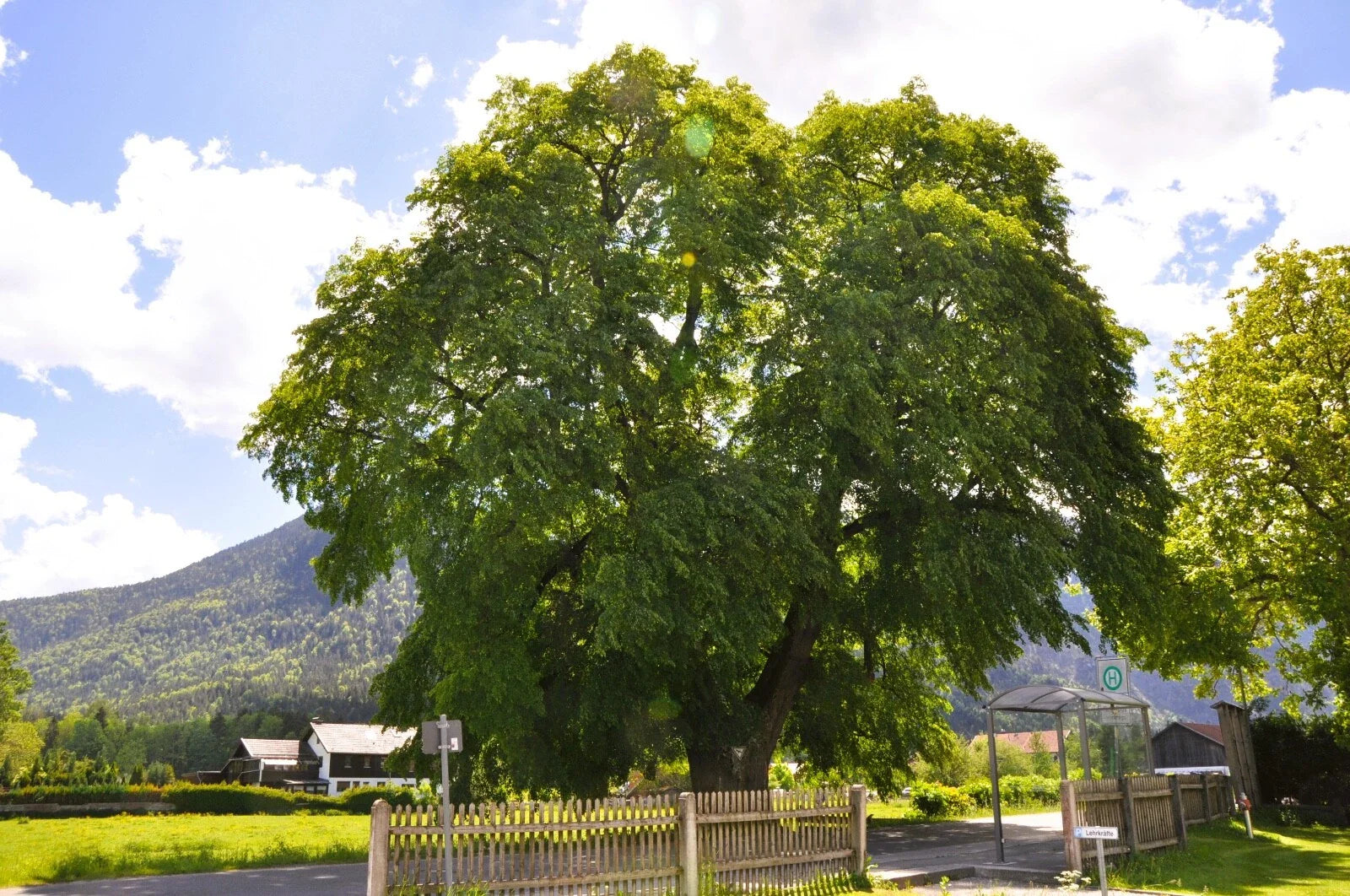 Big Leaf Linden Seeds, Tilia platyphyllos, Deciduous Tree, Premium Planting Seeds for Garden, Shade & Attracts Pollinators