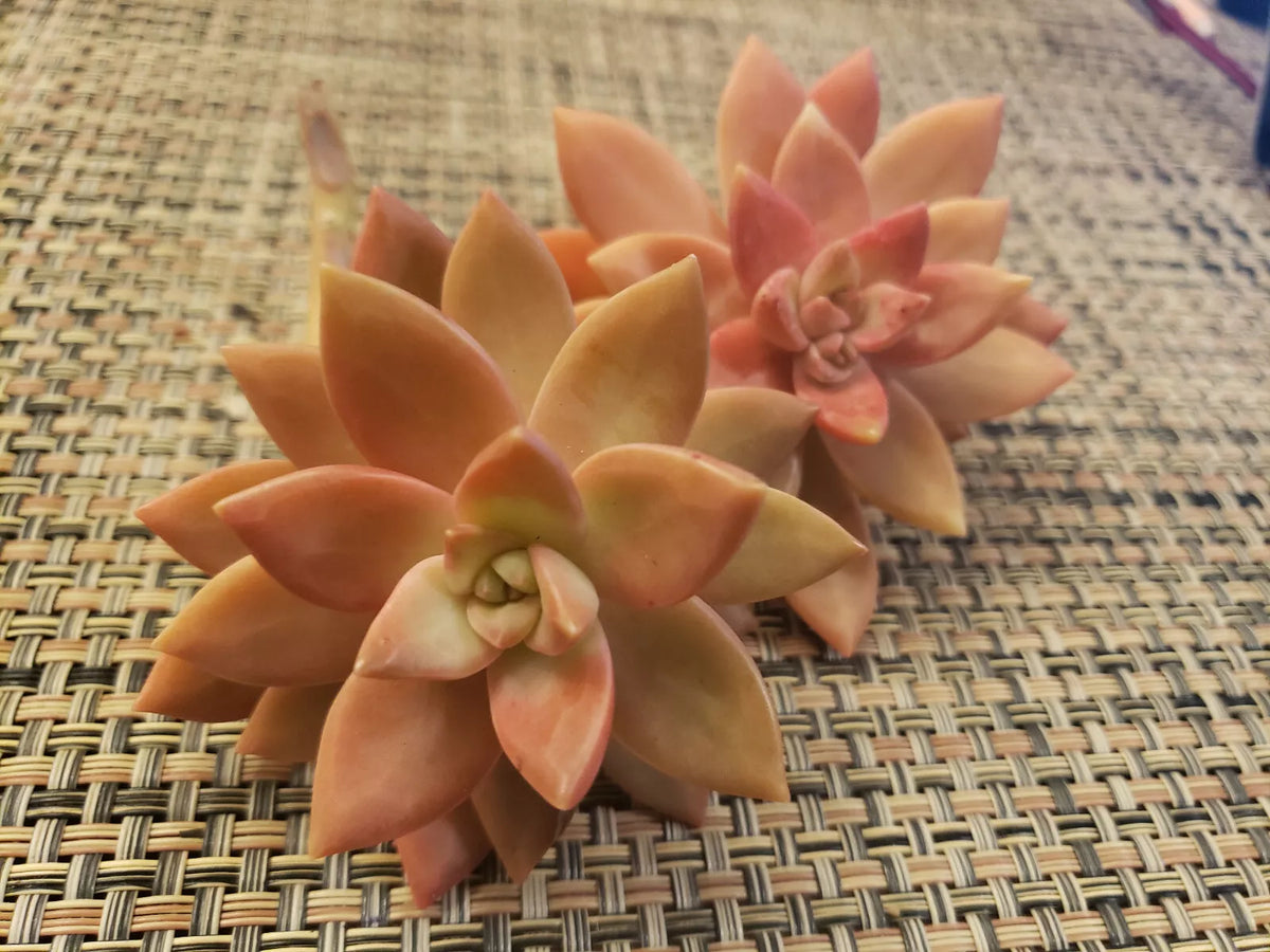 GraptoSedum California Sunset Succulent Cuttings - 2.5" Unrooted Plants for Indoor & Outdoor Gardening