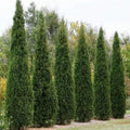 Eastern Red Cedar Tree Seeds - Juniperus virginiana - Native Evergreen for Landscaping & Wildlife Habitat - 25+ Seeds