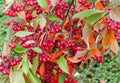 Red Chokeberry Seeds - Aronia arbutifolia for Planting, Berry Tree, Wildlife Attractant, Drought Tolerant, 30 Pack