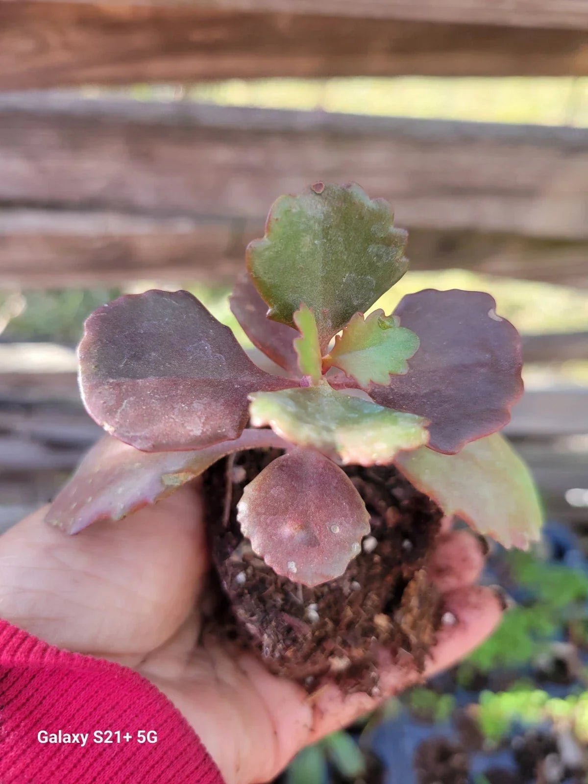 Kalanchoe Fedtschenkoi Succulent Plant - Lavender Scallops in 2.5 Inch Pot - Indoor Houseplant - Drought-Tolerant, Low Maintenance