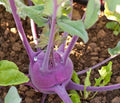 Purple Vienna Kohlrabi Seeds - 50 Count Packet, Brassica oleracea var. gongylodes, Crisp Tender, Colorful Root Vegetable