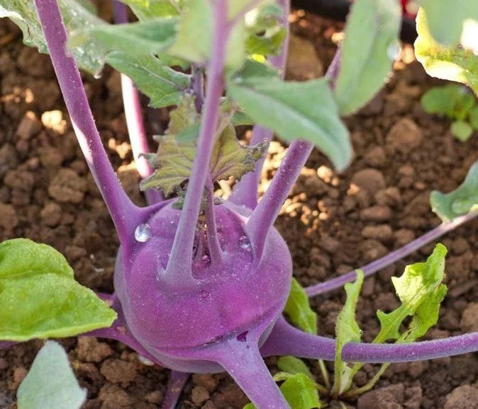 Purple Vienna Kohlrabi Seeds - 50 Count Packet, Brassica oleracea var. gongylodes, Crisp Tender, Colorful Root Vegetable