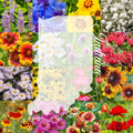 Wildflower Seed Mix 1/2LB Bulk Indiana Native Flower Seeds for Pollinators and Biodiversity