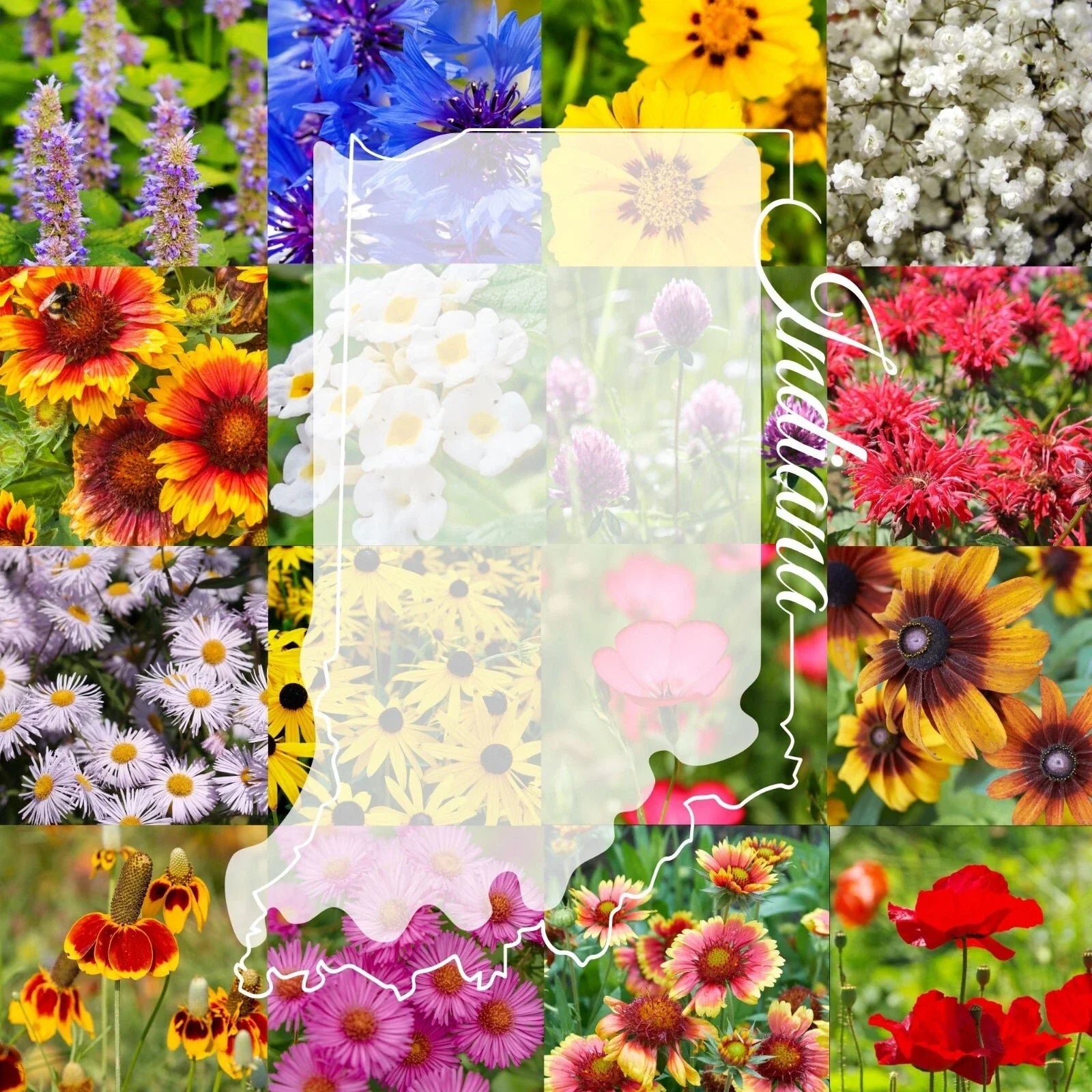 Wildflower Seed Mix 1/2LB Bulk Indiana Native Flower Seeds for Pollinators and Biodiversity