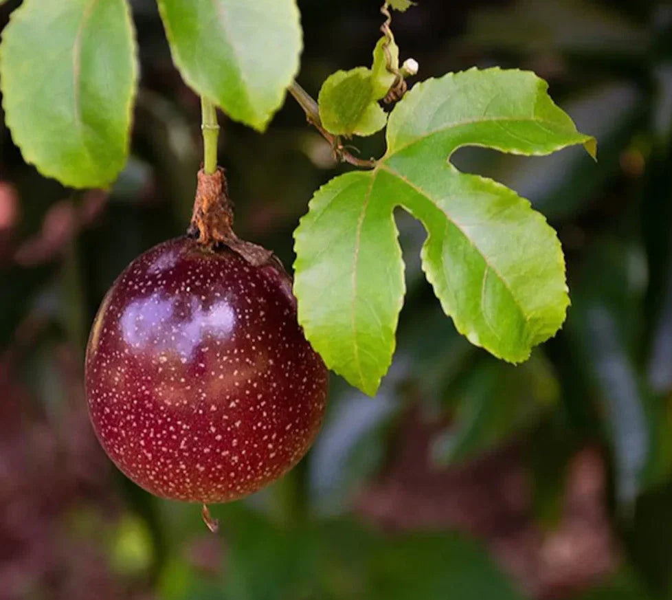 Live Purple Passionfruit Plant - Rooted 4-6 Inch Climbing Vine - Edible Fruit Passiflora edulis Var. Flavicarpa