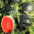 Black Diamond Watermelon Seeds – Large Fruit Citrullus lanatus – Juicy, Sweet, High Yield Garden Seeds (10-300 Pack)