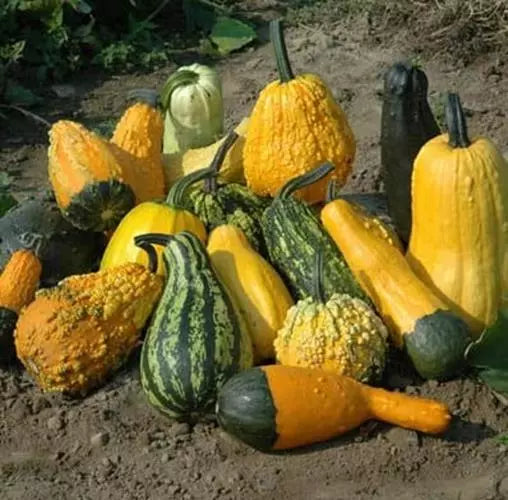 Lunch Lady Gourd Seeds 10 Pack – Exotic Cucurbita pepo Vining Pumpkin for Gardening and Decoration