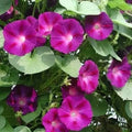 Morning Glory Seeds - Crimson Rambler Variety - Ipomoea purpurea - Climbing Vine for Gardens & Trellises