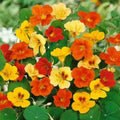 Nasturtium Flower Seeds - Jewel Mix Dwarf Heirloom Tropaeolum majus, Edible, Pollinator Attracting, Container-Friendly
