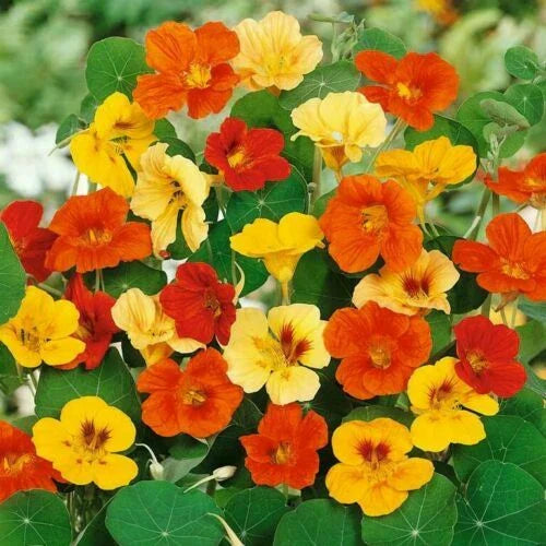 Nasturtium Flower Seeds - Jewel Mix Dwarf Heirloom Tropaeolum majus, Edible, Pollinator Attracting, Container-Friendly