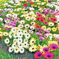 African Daisy Flower Seeds Mix - 200+ Cape Marigold Cineraria - Drought Tolerant, Easy to Grow, Vibrant Blooms, Arctotis spp.