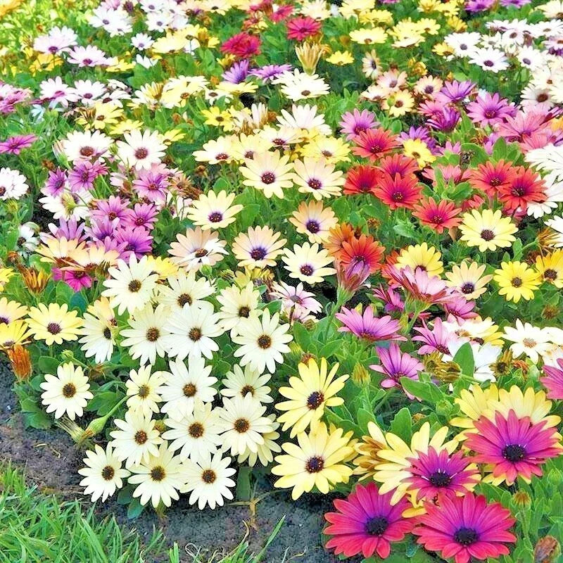 African Daisy Flower Seeds Mix - 200+ Cape Marigold Cineraria - Drought Tolerant, Easy to Grow, Vibrant Blooms, Arctotis spp.