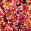 Red Salad Bowl Leaf Lettuce Seeds - Non-GMO Lactuca sativa, 5000 Seeds for Salad Gardens, Easy to Grow, Full Sun to Partial Shade
