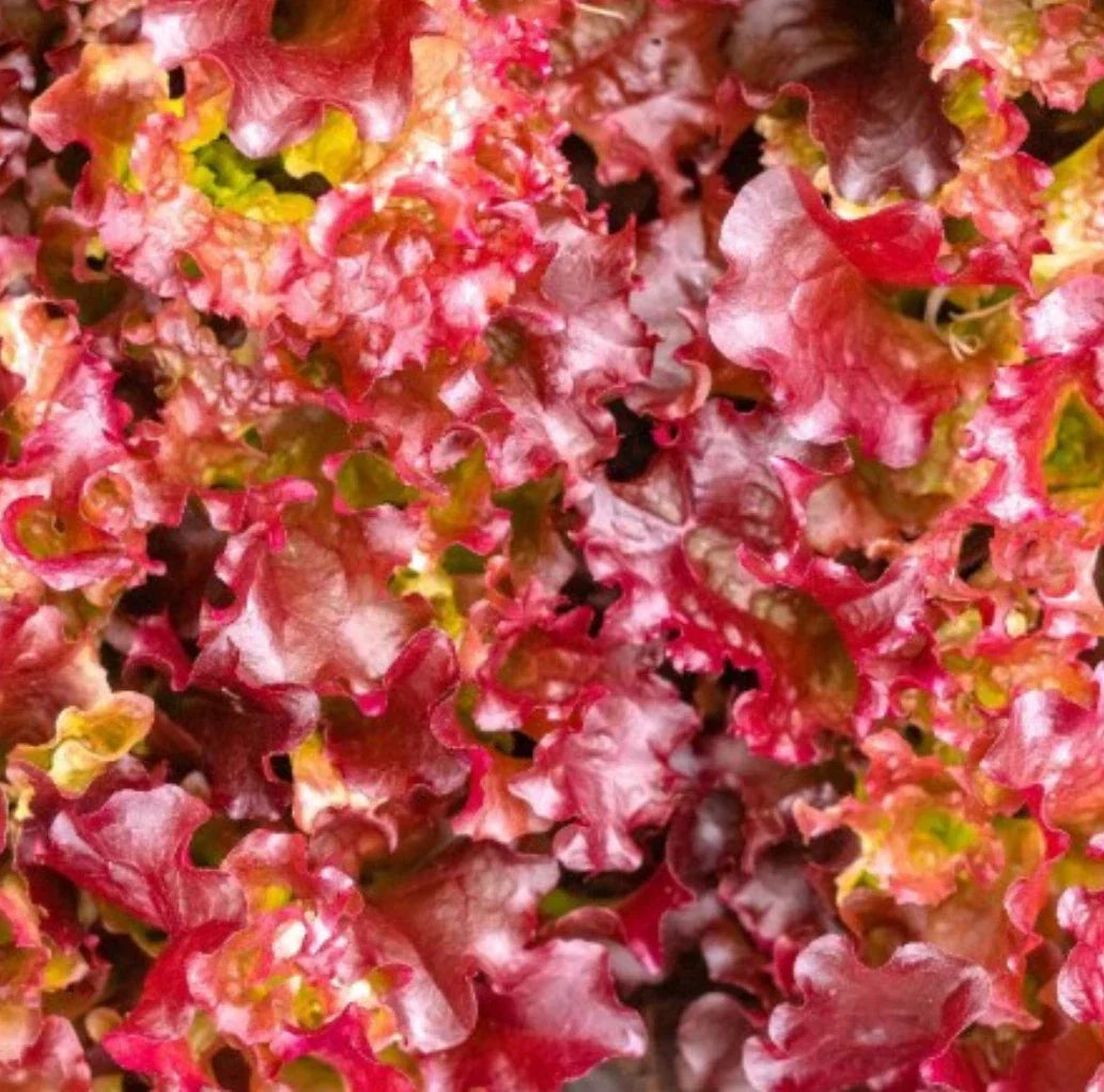 Red Salad Bowl Leaf Lettuce Seeds - Non-GMO Lactuca sativa, 5000 Seeds for Salad Gardens, Easy to Grow, Full Sun to Partial Shade