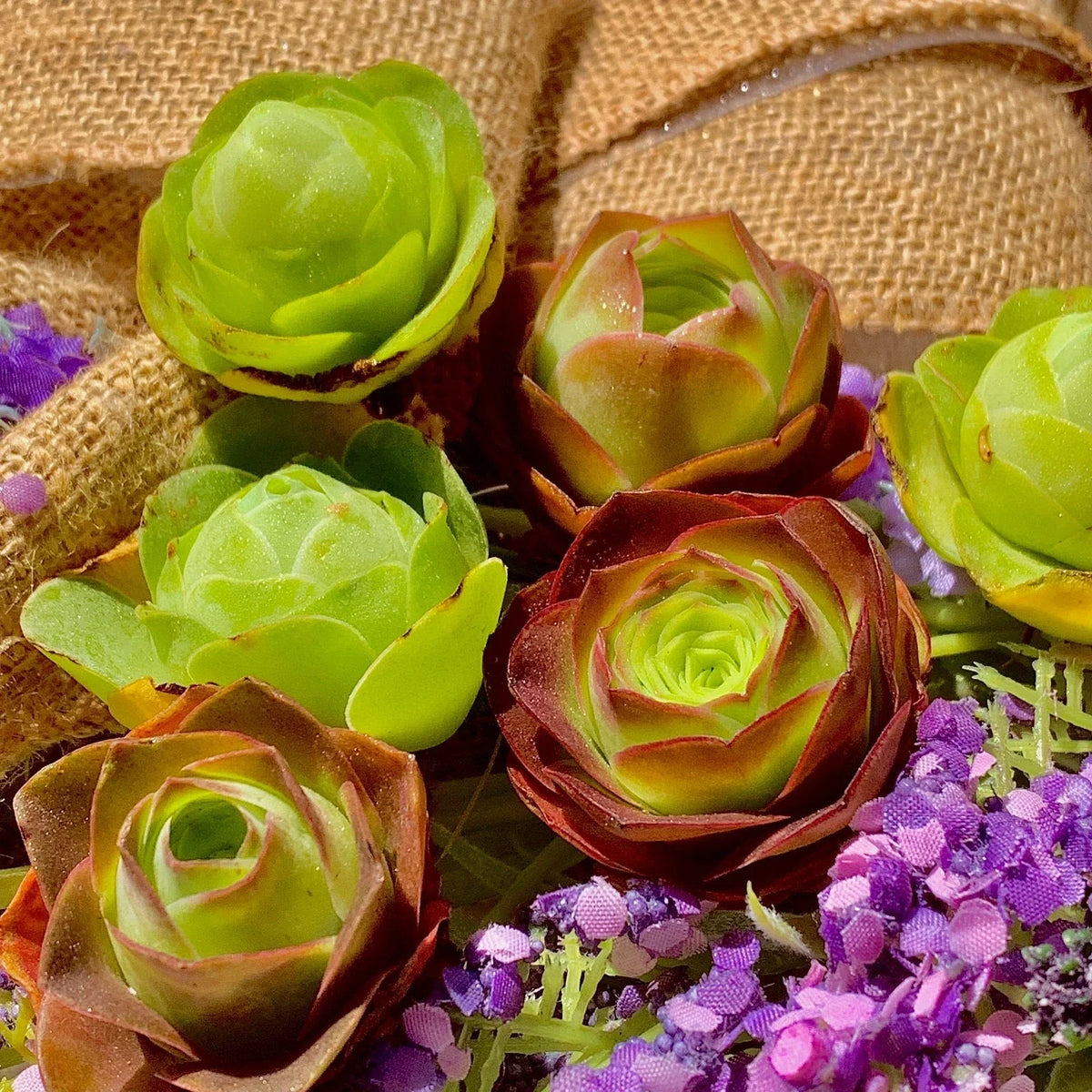 Mountain Rose Succulent Set - 6-Pack Echeveria 'Perle von Nurnberg' Small Indoor Houseplants for Home Decor
