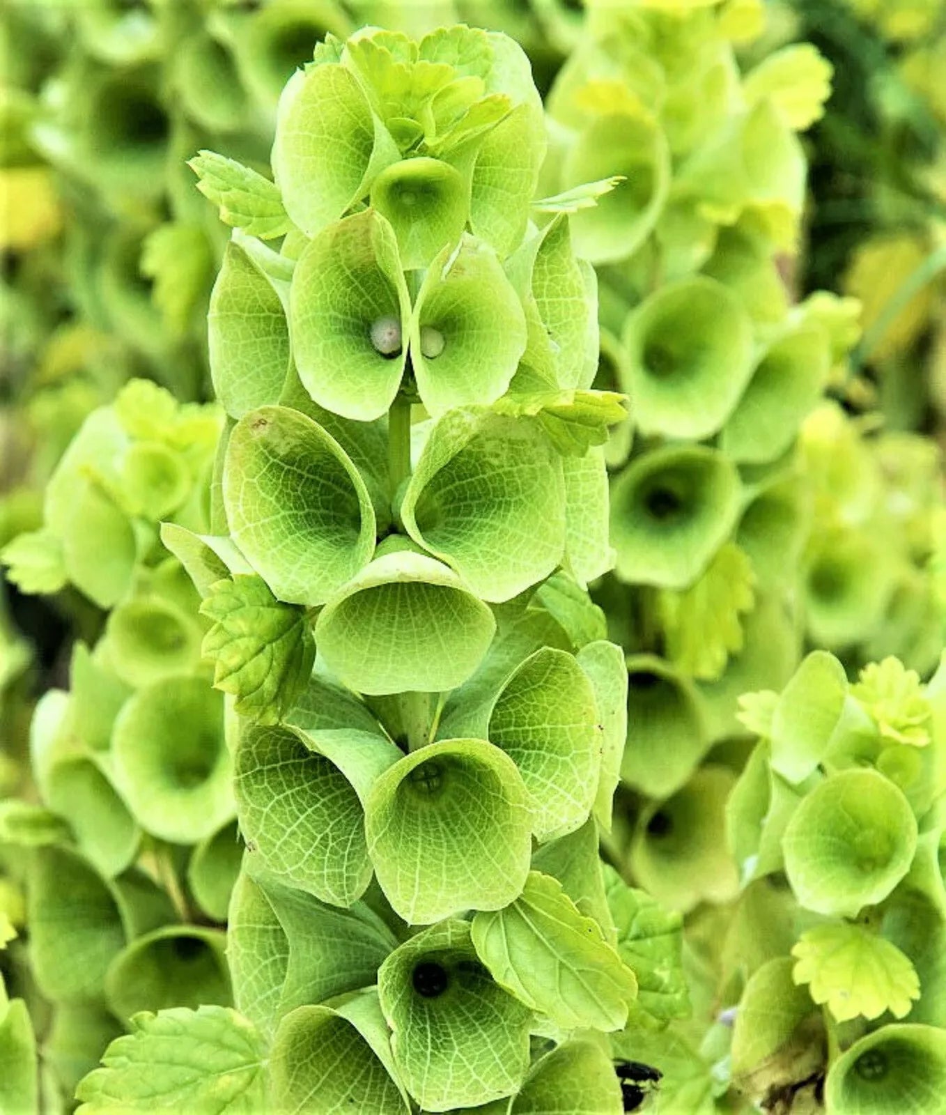 Bells of Ireland Seeds Mix - 100 Non-GMO Molucella laevis for Garden Borders & Cut Flowers