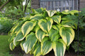 Hosta Golden Crown Perennial Shade Plant - Gold Edged Hosta Hybrid for Borders & Containers
