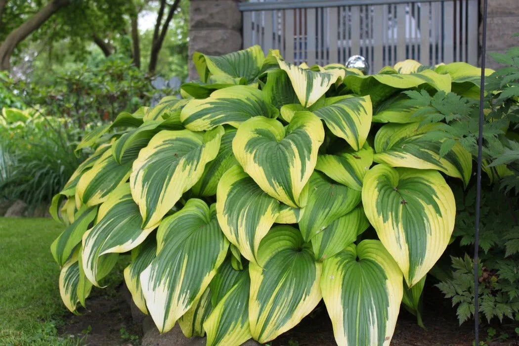 Hosta Golden Crown Perennial Shade Plant - Gold Edged Hosta Hybrid for Borders & Containers