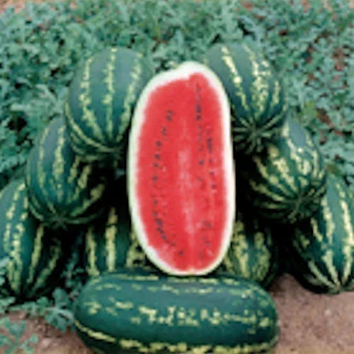 Legacy Watermelon Seeds - Heirloom Citrullus lanatus for Home Garden, Juicy, Sweet, Large Fruit, Vining, Pack of 20 Seeds