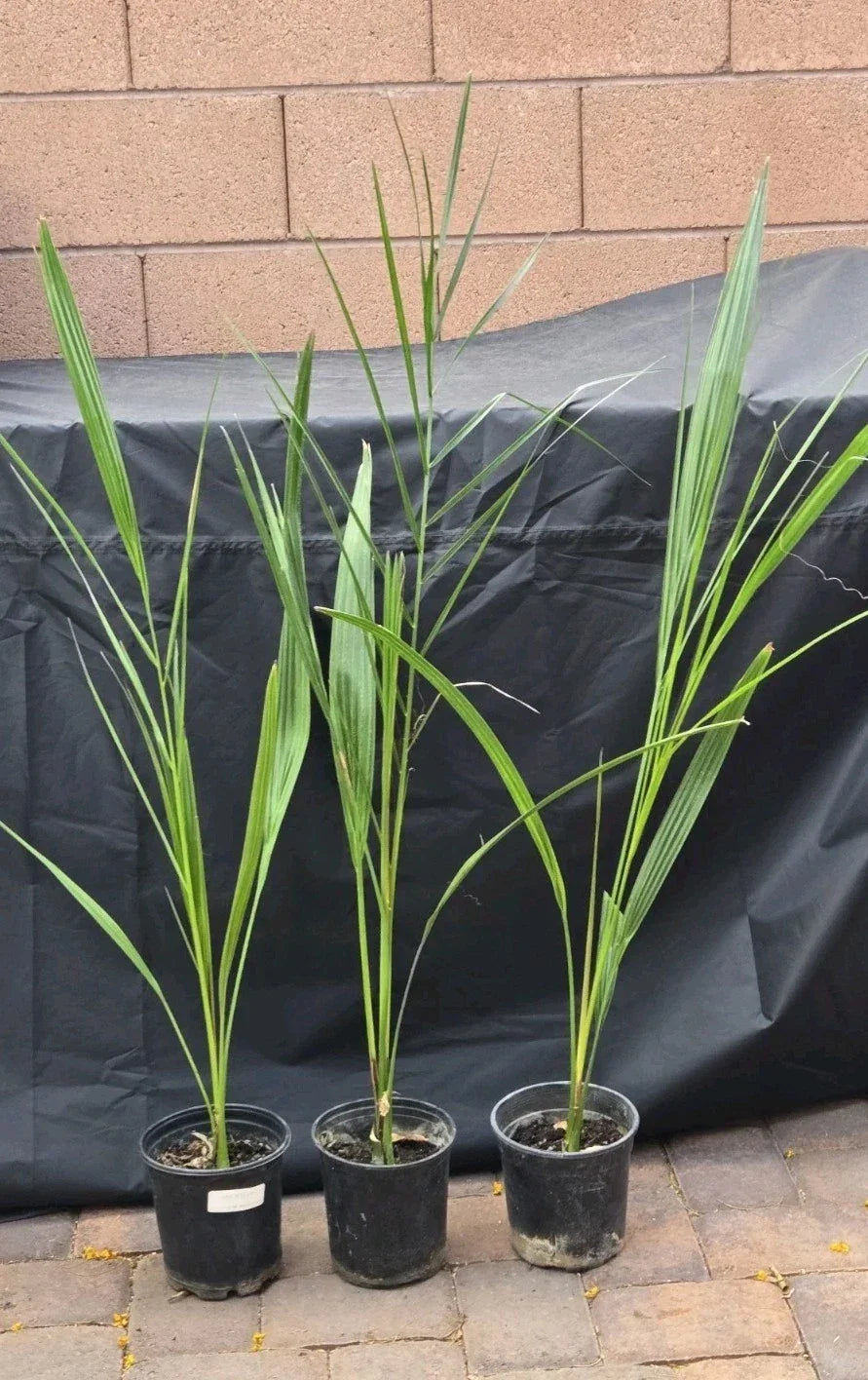 7" Potted Medjool Date Palm Tree Phoenix Dactylifera Indoor Outdoor Live Plant Tropical Decor