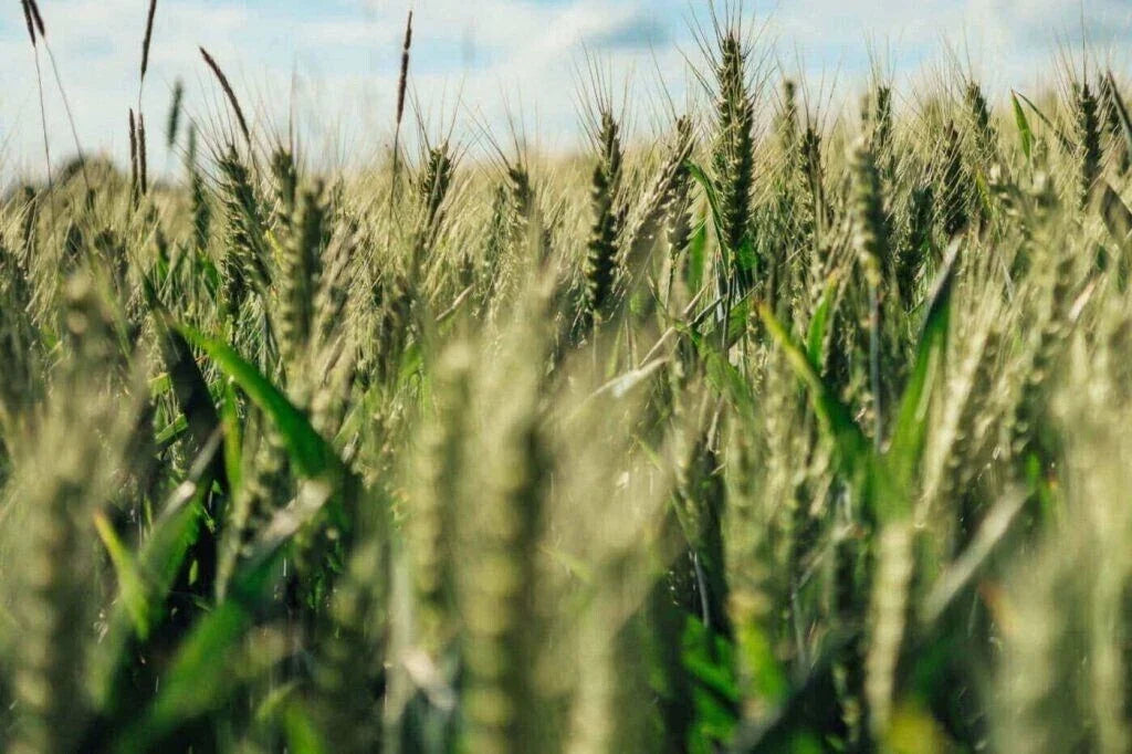 Einkorn Wheat Seeds - Organic Heirloom Non-GMO Triticum monococcum for Sustainable Gardening, Baking & Homegrown Grain
