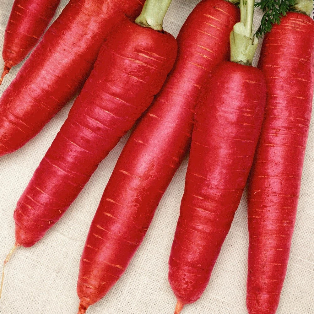 Organic Atomic Red Carrot Seeds, Daucus carota, 200 Seeds, Vibrant Red, Crisp Texture, Mild Sweet Flavor