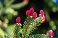 Red Spruce Tree Seeds - 30 Seeds, Picea rubens, Native North American Conifer for Landscaping and Gardening