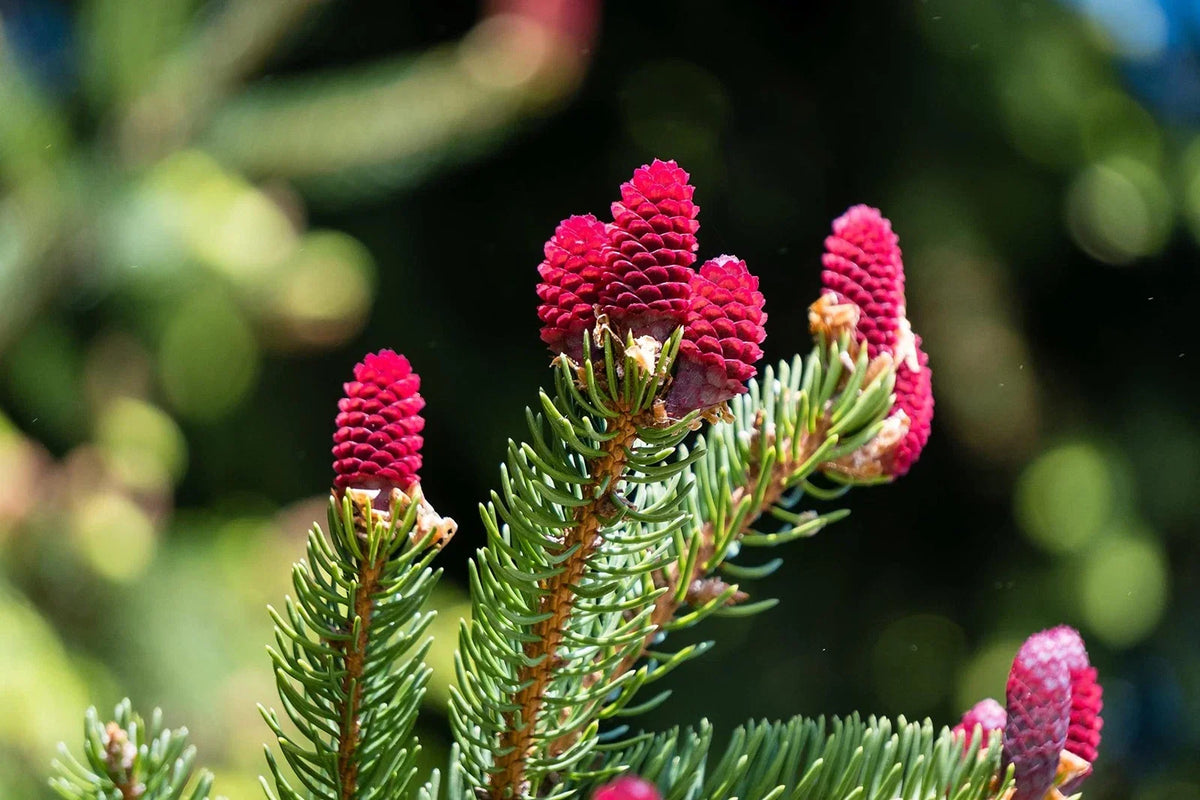 Red Spruce Tree Seeds - 30 Seeds, Picea rubens, Native North American Conifer for Landscaping and Gardening