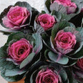 Condor Red Ornamental Kale Seeds – Organic Brassica oleracea, Vibrant Red & Green Foliage, 10 Seeds, USA Grown, Ships Free