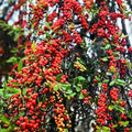 Live Weeping Yaupon Holly Plant 4-6" Tall with Soil-Wrapped Roots | Ilex vomitoria