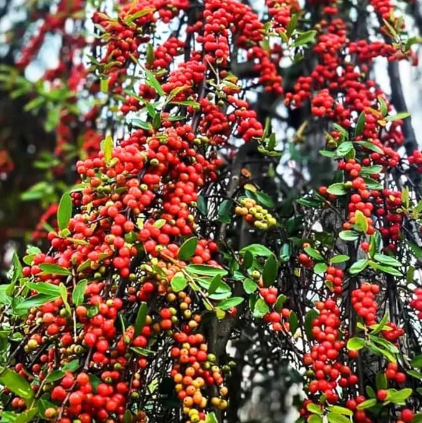 Live Weeping Yaupon Holly Plant 4-6" Tall with Soil-Wrapped Roots | Ilex vomitoria