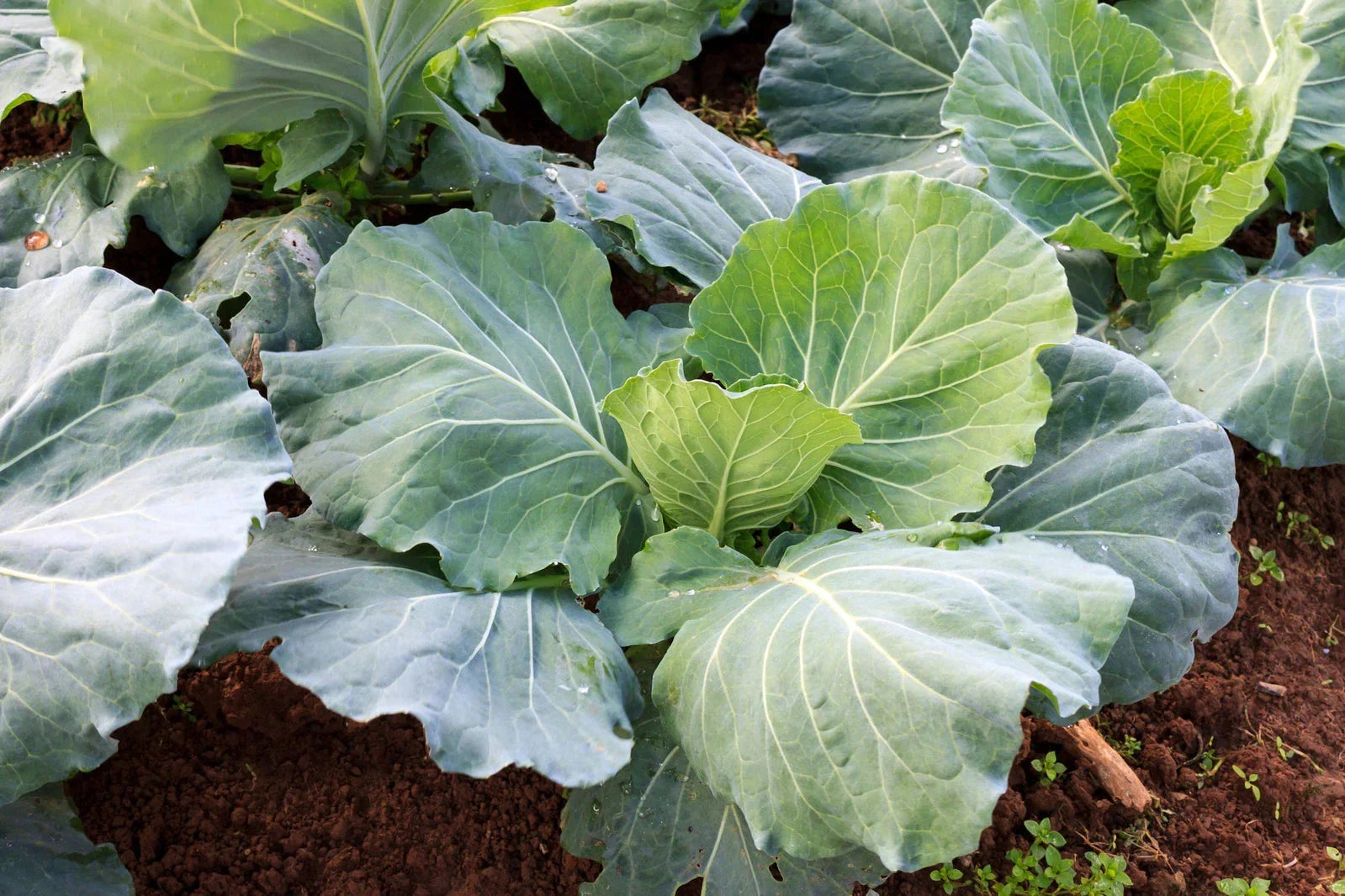 Morris Collard Seeds Non-GMO Heirloom Brassica oleracea var. viridis Gardening Seeds for Leafy Greens