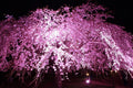 Weeping Cherry Tree Seeds - Blooming Prunus subhirtella 'Pendula' - Pink Flowering Ornamental Tree Seeds