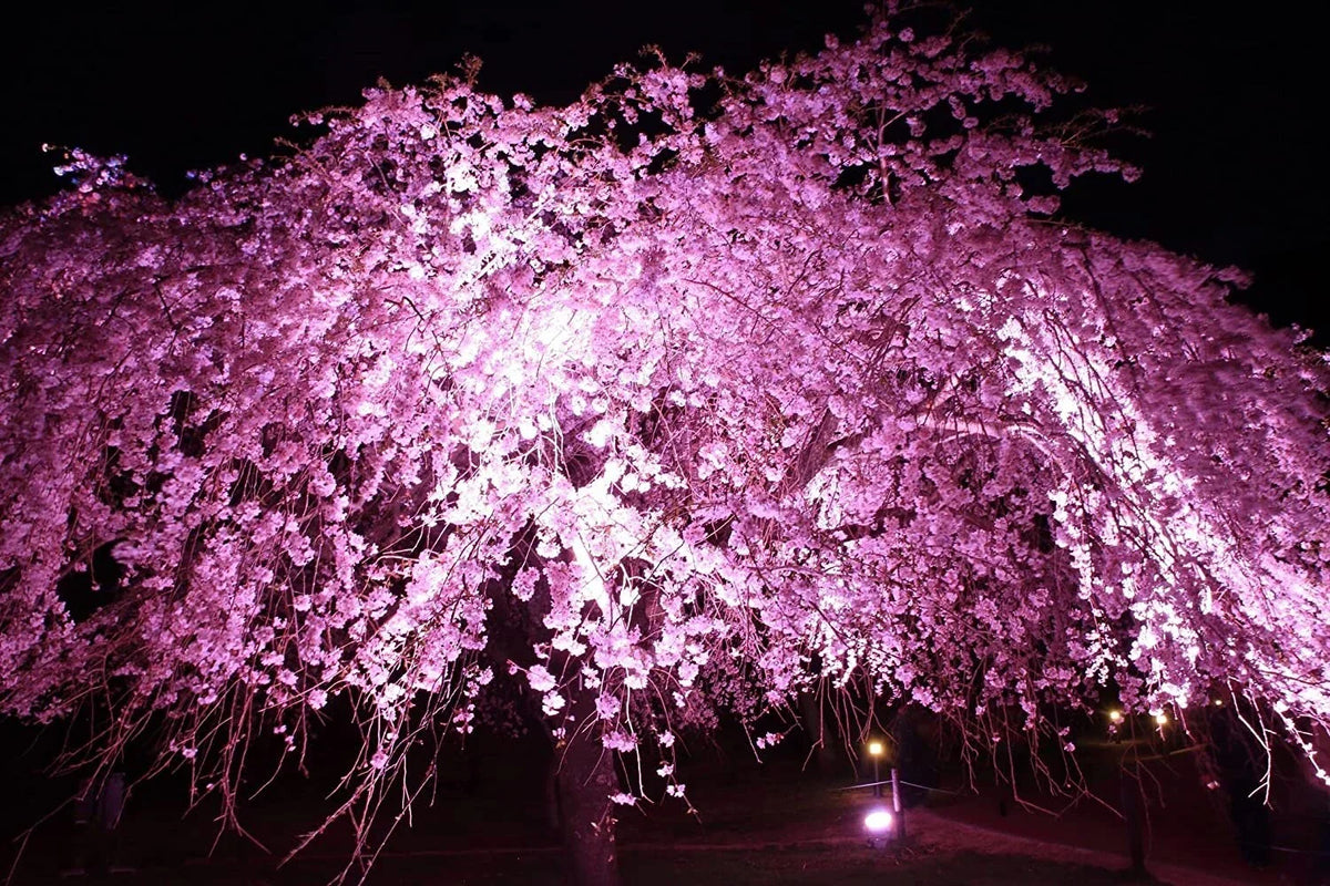 Weeping Cherry Tree Seeds - Blooming Prunus subhirtella 'Pendula' - Pink Flowering Ornamental Tree Seeds