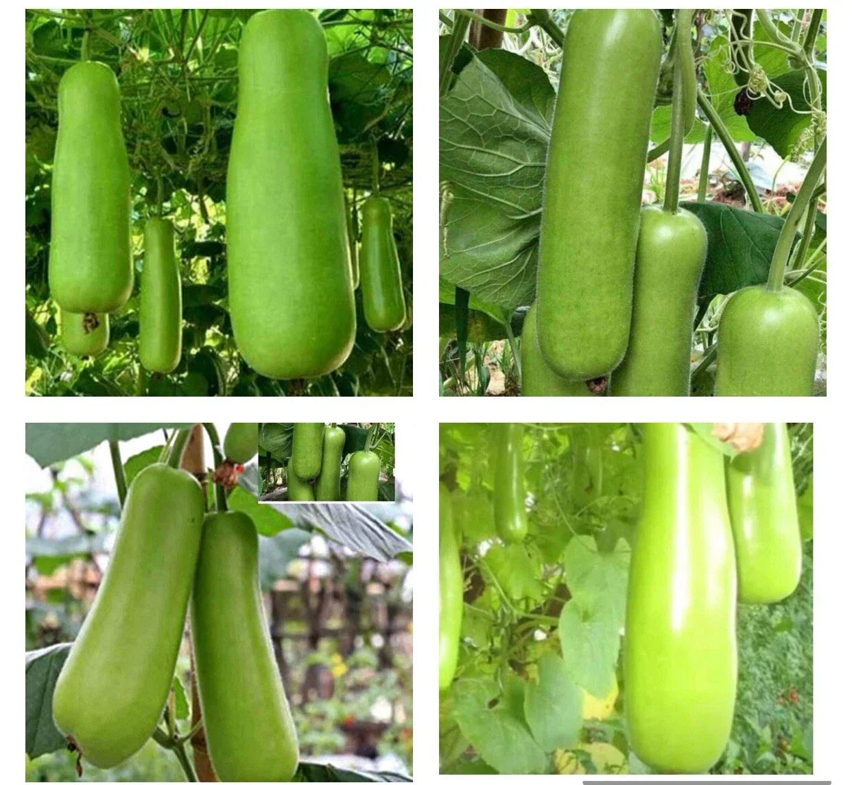 Heirloom Bottle Gourd Seeds – Organic Upo Calabash Vegetable Garden Seeds – 50+ Non-GMO Climbing Vine for Home & Urban Gardens